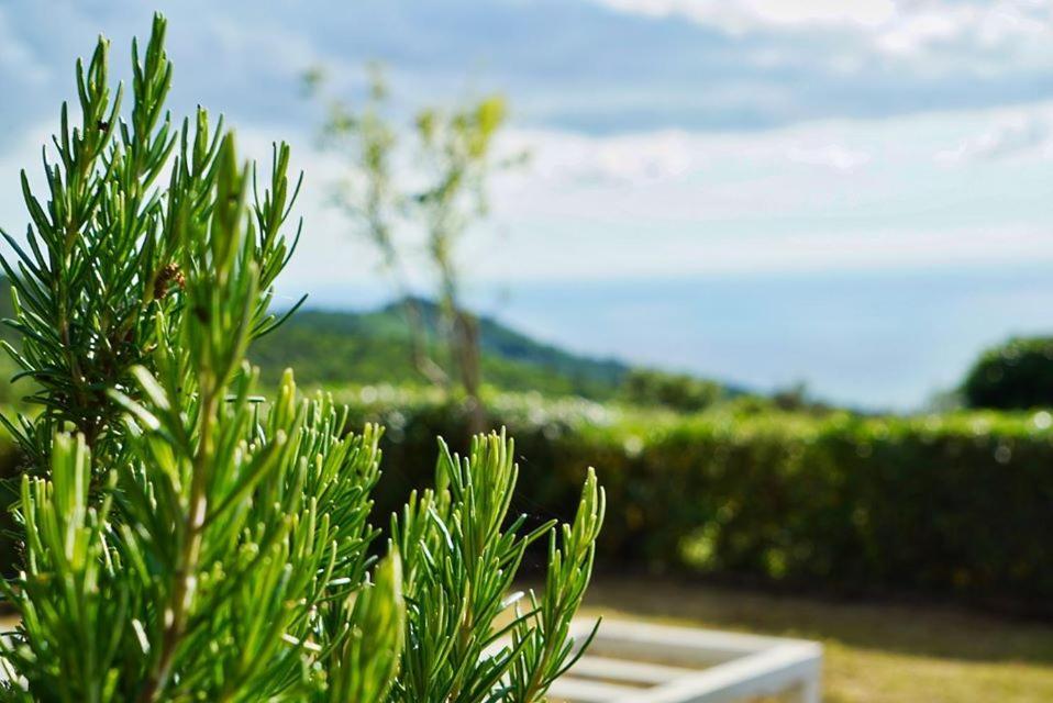 B&B Il Piccolo Paradiso Montenero  Экстерьер фото